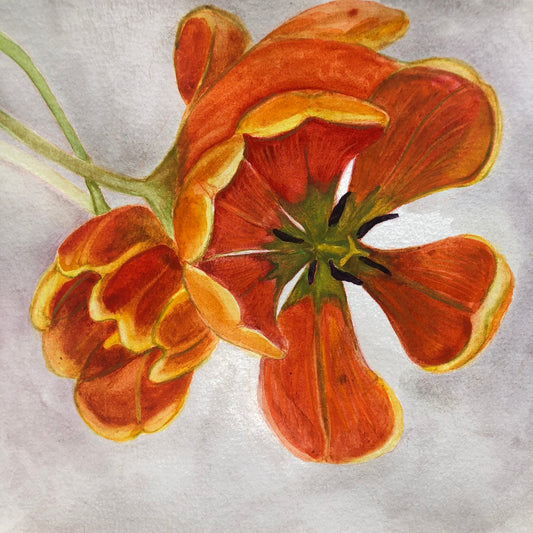 'Tulips' | Giclée Print